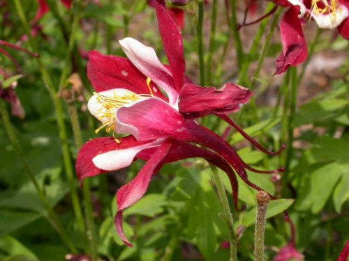 Aquilegia Caerulea Songbird Columbine Giant Red