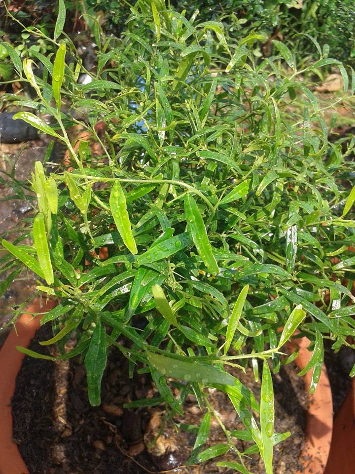 ต้นมะนาวนิ้วมือ (Finger Lime) เลือกสายพันธุ์ได้