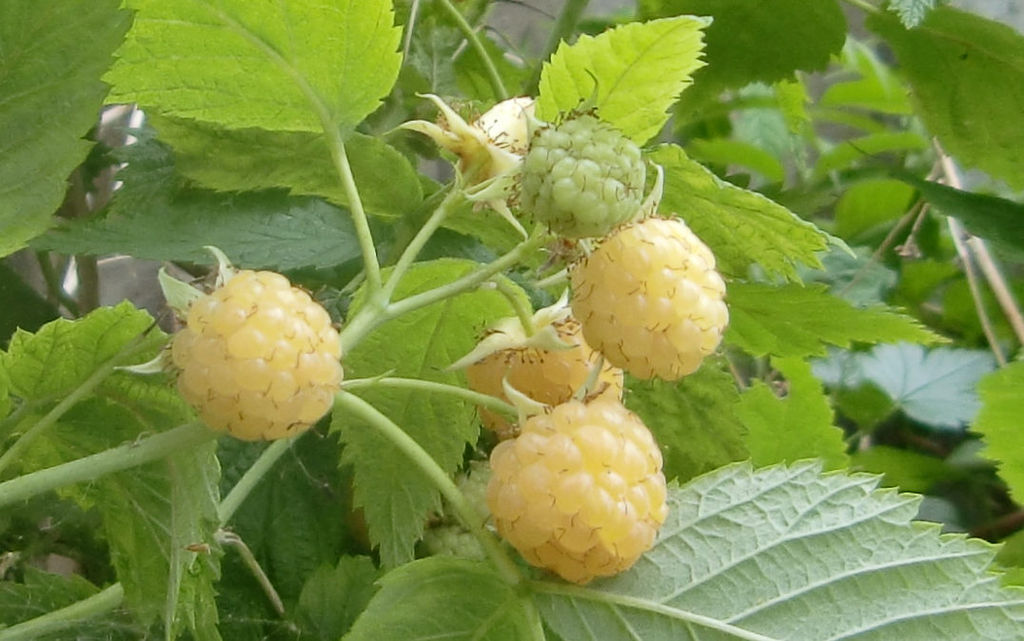 White Raspberry Seeds