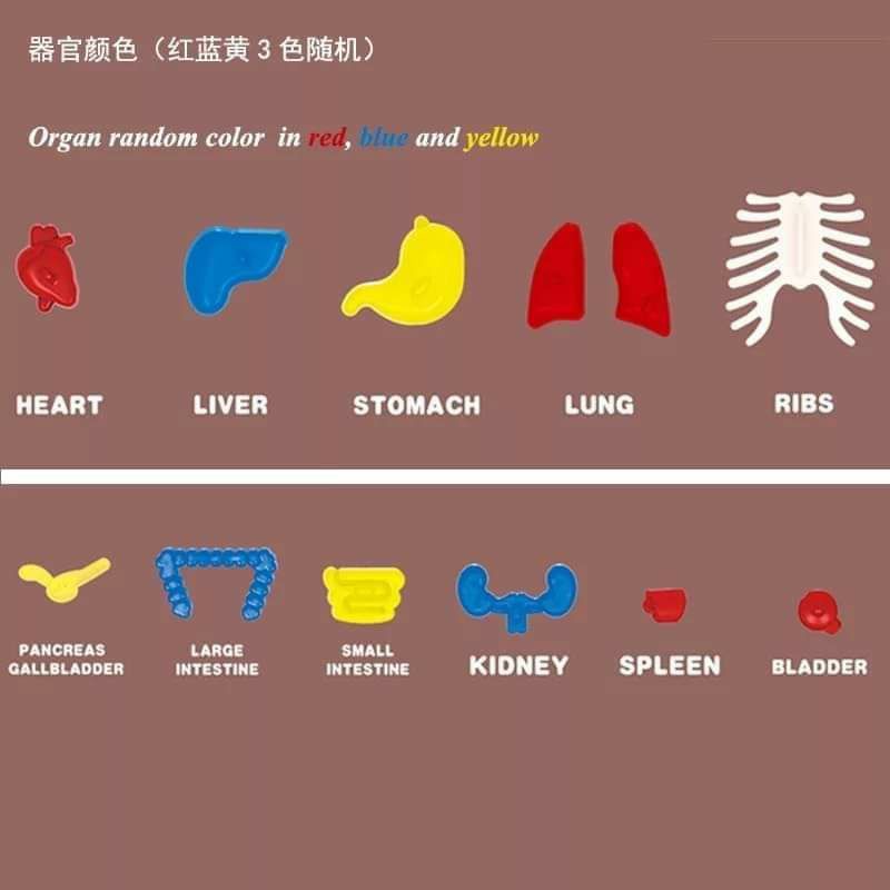 อวัยวะมนุษย์ ร่างกายของฉัน โมเดลมนุษย์ model humanของเล่นวิทยาศาสตร์ พร้อมส่งจากไทย