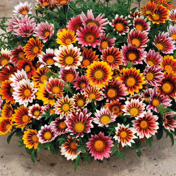 Coastal Gazania Treasure Stars Flame Treasureflower