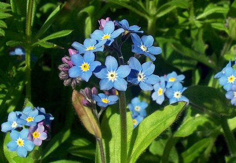 20000 เมล็ด 100 กรัม Forget Me Not Myosotis Garden