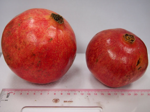 Turkey Giant Pomegranate seeds Punica Granatum Shrub Fruit Tree