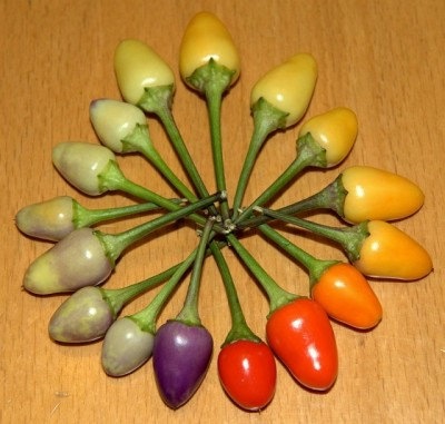 Bolivian Rainbow Chilli Chili Vegetable Seeds(20) เมล็ดพริก Bolivian Rainbow Chilli 20 เมล็ด