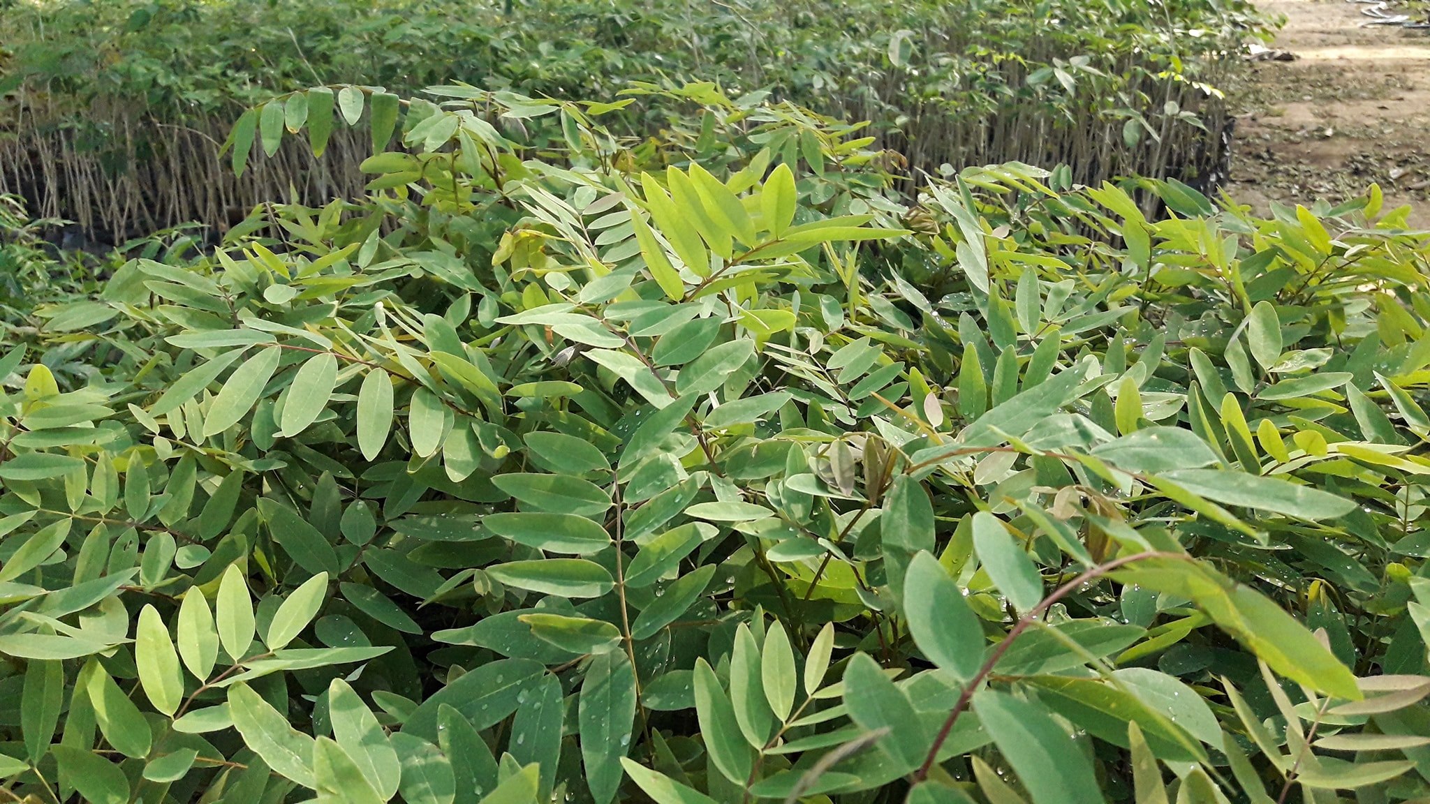 ต้นขี้เหล็ก ชุดละ 100 ต้น รวมค่าส่งแล้ว