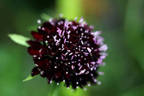 100 กรัม .25,000 เมล็ด Pincushion Mourning-bride Black Knight