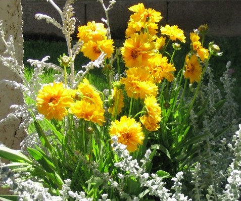 Coreopsis Sunray Tickseed Flower