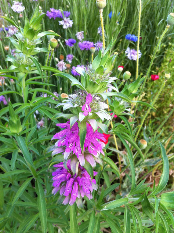 Lemon Mint Monarda Bergamot Bee Balm Herb