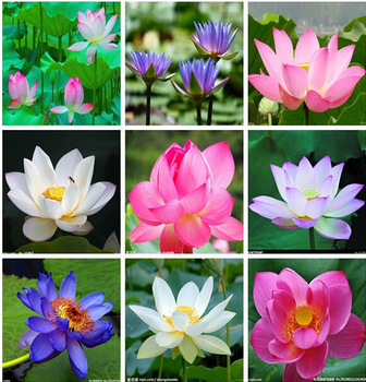 Mix Lotus flower ชุดใหญ่ 100 เมล็ด