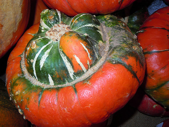 BISCHOFSMUTZE turks turban gourd