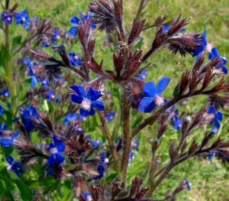 25000 เมล็ด 100 กรัม Anchusa Dyer's Bugloss Summer forget-me-not Alkanet Blue
