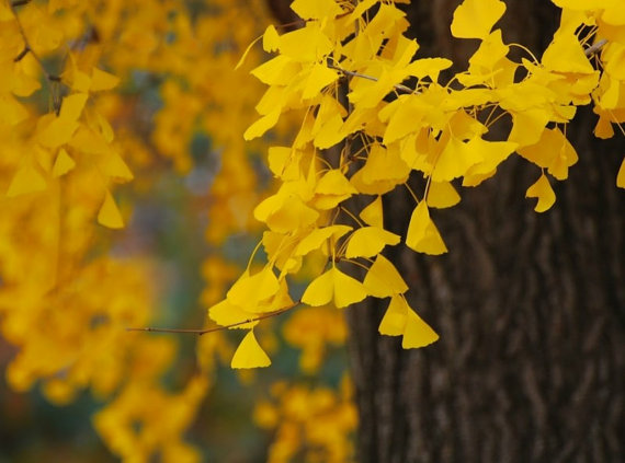 Ginkgo biloba gingko Maidenhair Tree seeds nuts Bonsai Tree