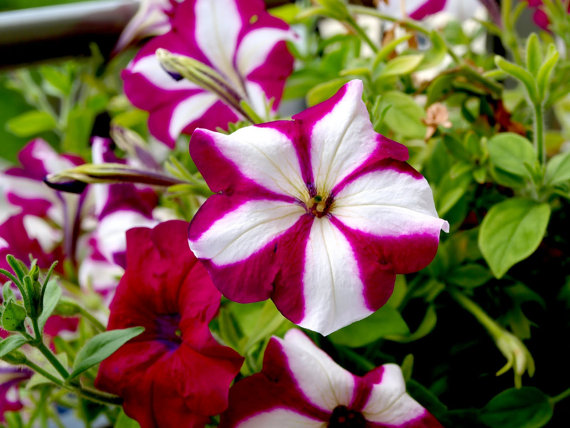 100 กรัม 250,000 เมล็ด Garden Petunia Grandiflora Hedgiflora Multiflora Stars