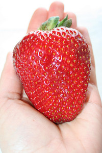 GIANT STRAWBERRY FRAGARIA ANANASSA .L(20) สตเบอร์รี่ใจแอ้น FRAGARIA ANANASSA .L พันธุ์ 20 เมล็ด