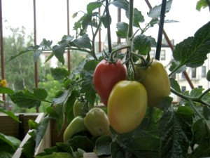 Tomato Lycopersicon Esculentum Cornabel Roma Vegetable(50) มะเขือเทศ Lycopersicon Esculentum 50 เมล็ด