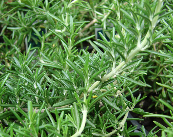 RARE aroma Rosemary Rosmarinus Officinalis Evergreen mist of the sea Cooking Perennial Herb