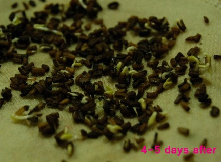 36000 เมล็ด 100 กรัม Marigold Crown Daisy Garden Flower