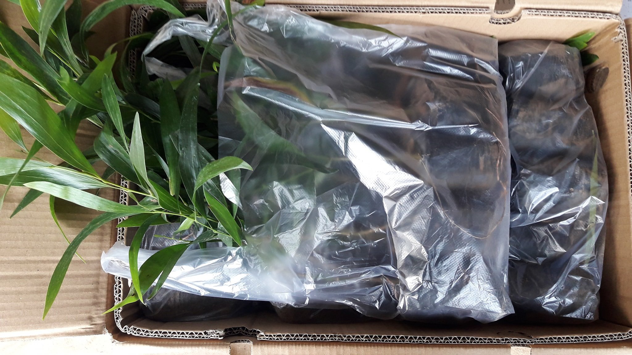 ต้นพยุงไทย ชุดละ 100 ต้น รวมค่าส่งแล้ว