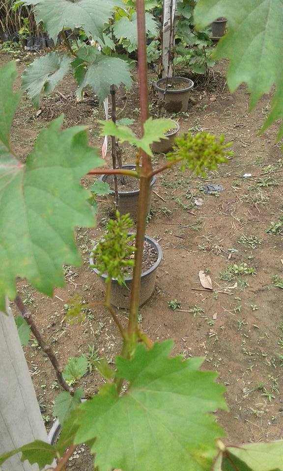 ต้นองุ่น พันธุ์ Philipp