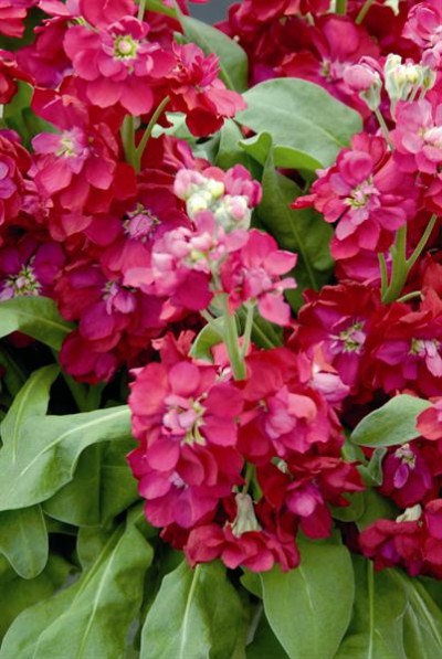 Matthiola