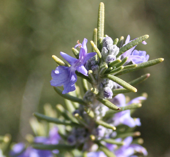 RARE aroma Rosemary Rosmarinus Officinalis Evergreen mist of the sea Cooking Perennial Herb