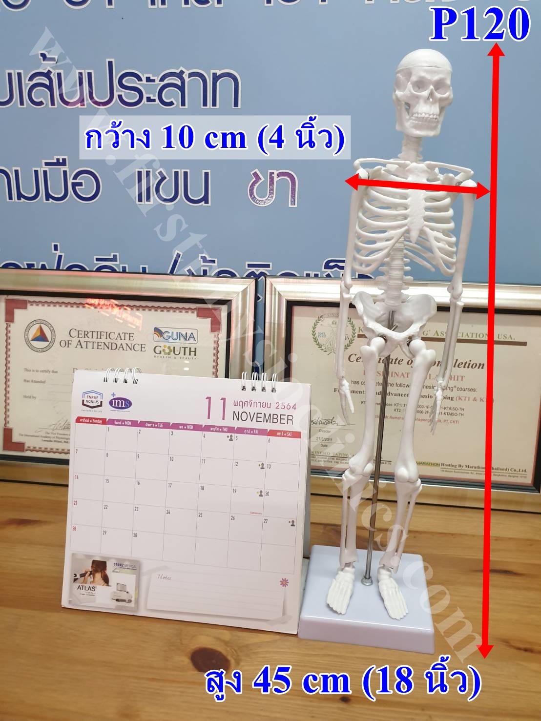 โครงกระดูกจำลอง / หุ่นจำลองโครงกระดูก