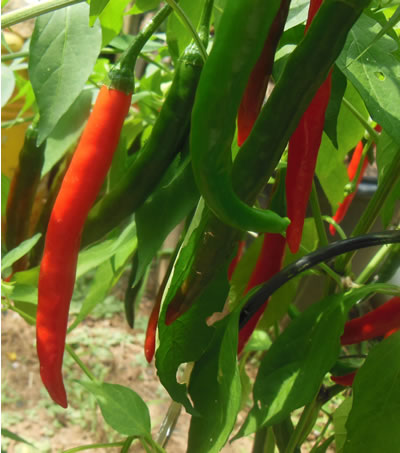 พริกชี้ฟ้า Cayenne pepper