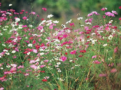 17000 เมล็ด 100 กรัม Garden Cosmos bipinnatus Cosmea Wild Mexican Aster Flower