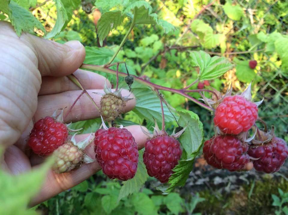 ต้นเรดราสเบอร์รี่ RED respberry