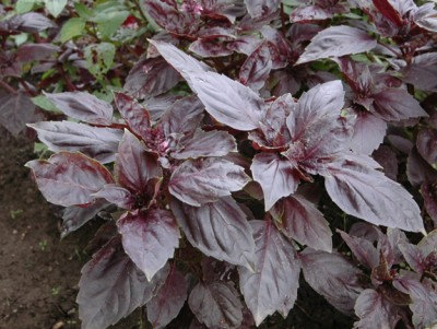 Sweet Holy Basil Ocimum basilicum Tulsi Herb Flower