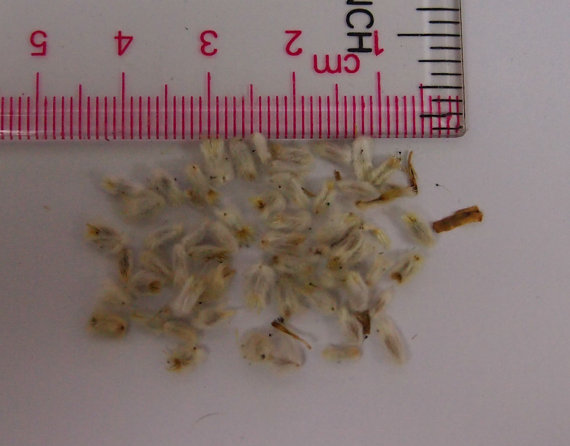 25000 เมล็ด 100 กรัม Helipterum Australian Crisp Everlasting Seed