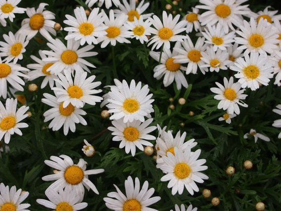 Chamomile Chamaemelum Garden Apple Anthemis nobilis Flower