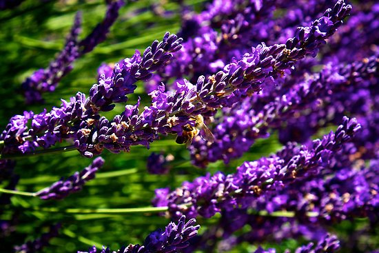 Lavender Lavandula angustifolia spica Blue Purple Garden Flower Herbs