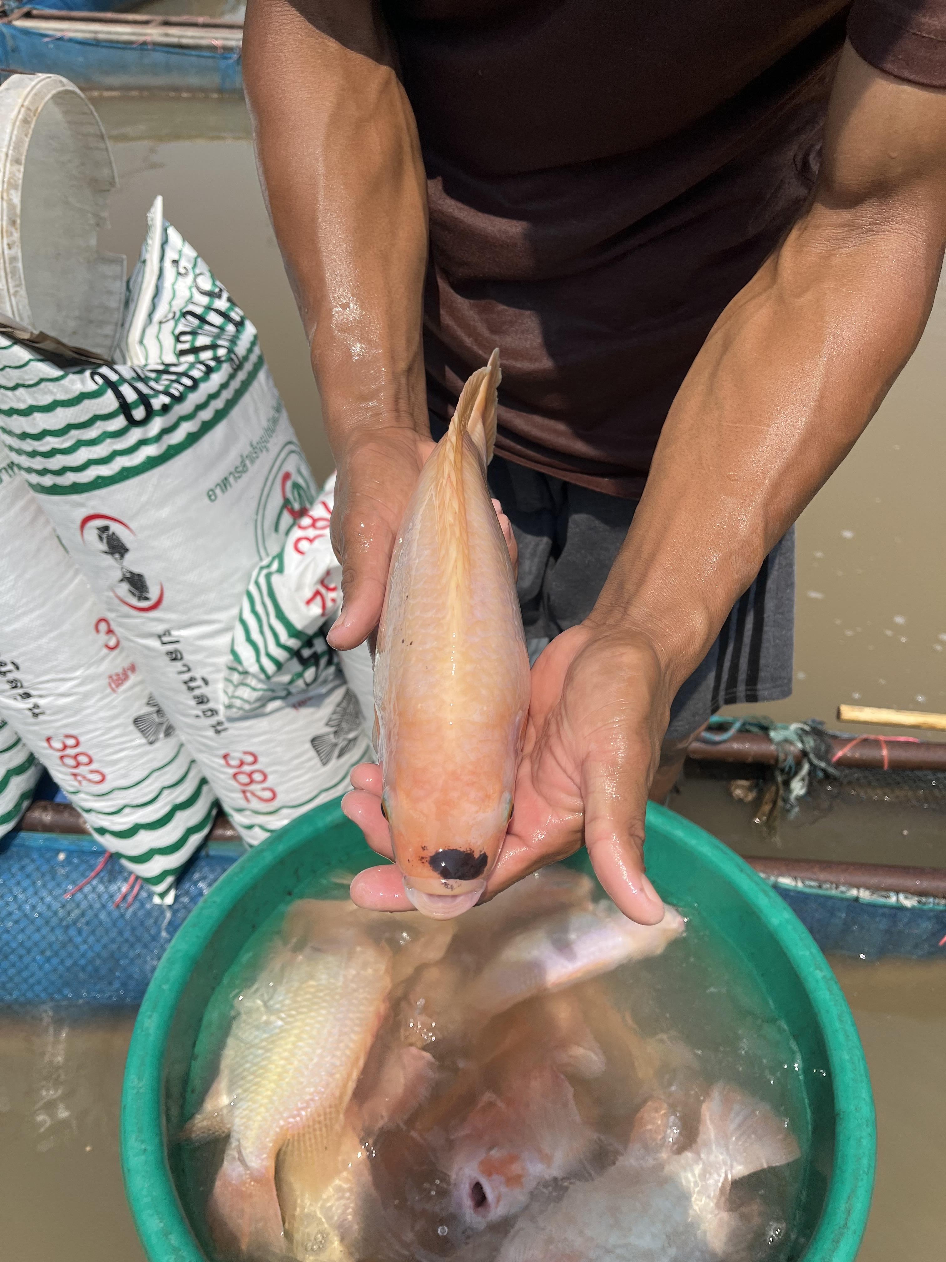 อาหารปลานิล ป.เจริญพันธ์ 832 ปลานิลกระชังระยะสอง 30 % โปรตีน