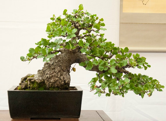 Oak Tree Seeds Bonsai Seeds Quercus Alba Acorns