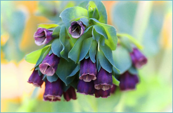 Cerinthe Honeywort Major Purpurasces Shrimp Plant Blue Purple Garden Wax Flower