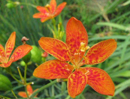 100 กรัม Belamcanda chinensis Lily Leopard Flower