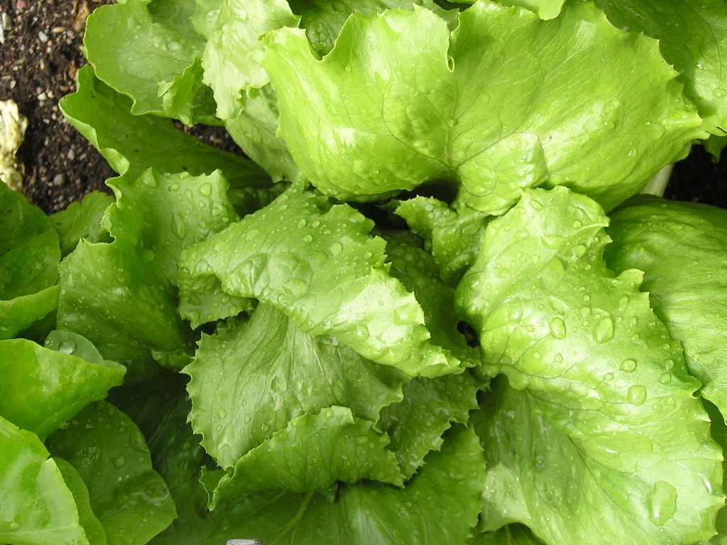 ผักสลัดแก้ว/ผักกาดแก้ว Head Lettuce, Iceberg Crisp, Lettuce