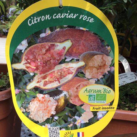 ต้นมะนาวนิ้วมือ (Finger Lime) เลือกสายพันธุ์ได้