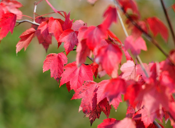 Red maple Scarlet maple Acer rubrum Bonsai Tree Shrub