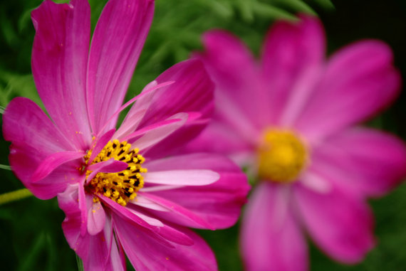 14000 เมล็ด 100 กรัม Garden Cosmos Pink Day Dream Flower