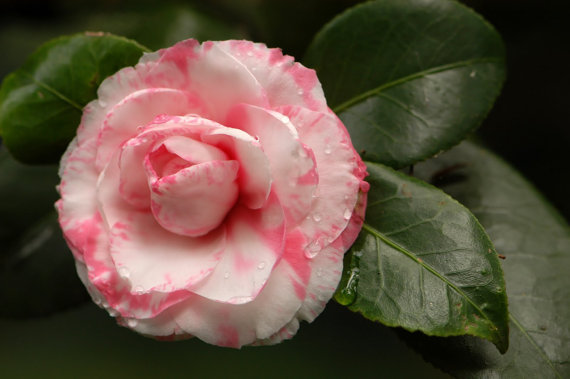Camellia japonica Japanese camellia Tea Flower Rose
