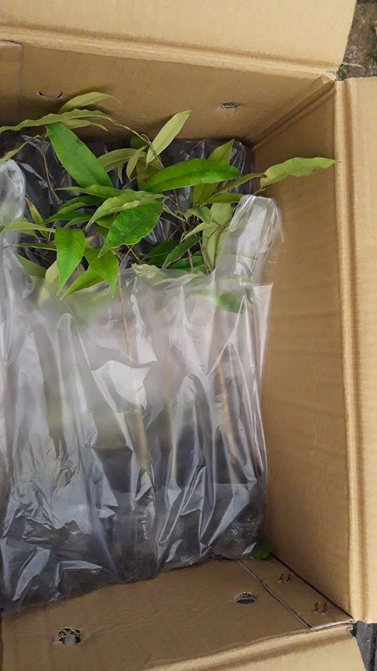 ต้นพยุงไทย ชุดละ 100 ต้น รวมค่าส่งแล้ว