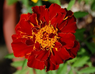 37000 เมล็ด 100 กรัม Tagetes patula Marigold Signet Pot Orange Red Flowers
