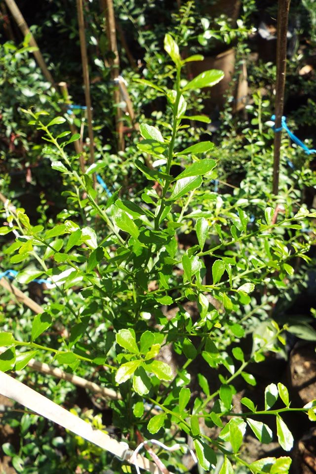 มะนาวนิ้วมือ ((Finger Lime)) เสียบยอด พันธุ์ ริดเรด