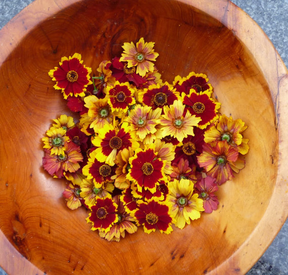 25000 เมล็ด 100 กรัม Coreopsis Basalis Tickseed Sea Dahlia Dwarf Red