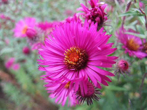 100000 Seeds 100 grams England Aster Wildflower