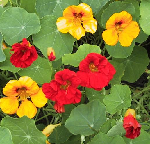 Nasturtium Tropaeolum Canary Creeper Canarybird Mashua