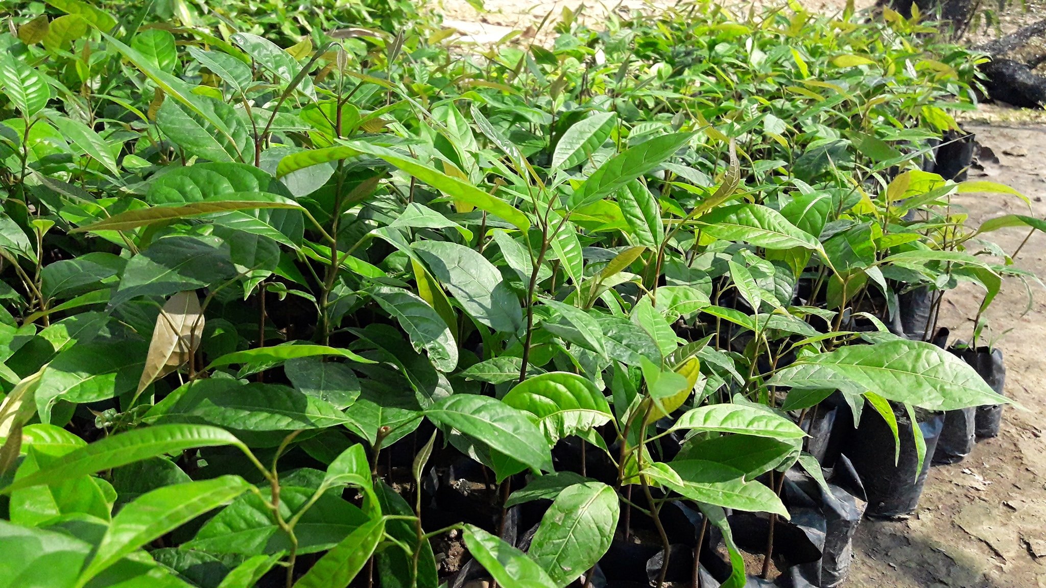 ต้นมะฮอกกกานี ชุดละ 100 ต้น รวมค่าส่งแล้ว