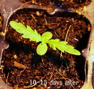 36000 เมล็ด 100 กรัม Marigold Crown Daisy Garden Flower